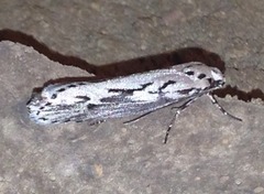 Ethmia semitenebrella