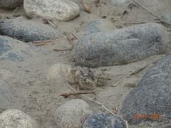 Chordeiles acutipennis