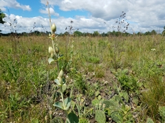 Penstemon grandiflorus