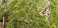 Bryopsida