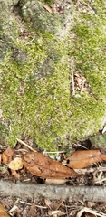 Bryopsida