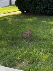 Sylvilagus floridanus