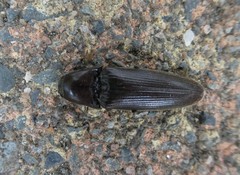 Ochosternus zealandicus