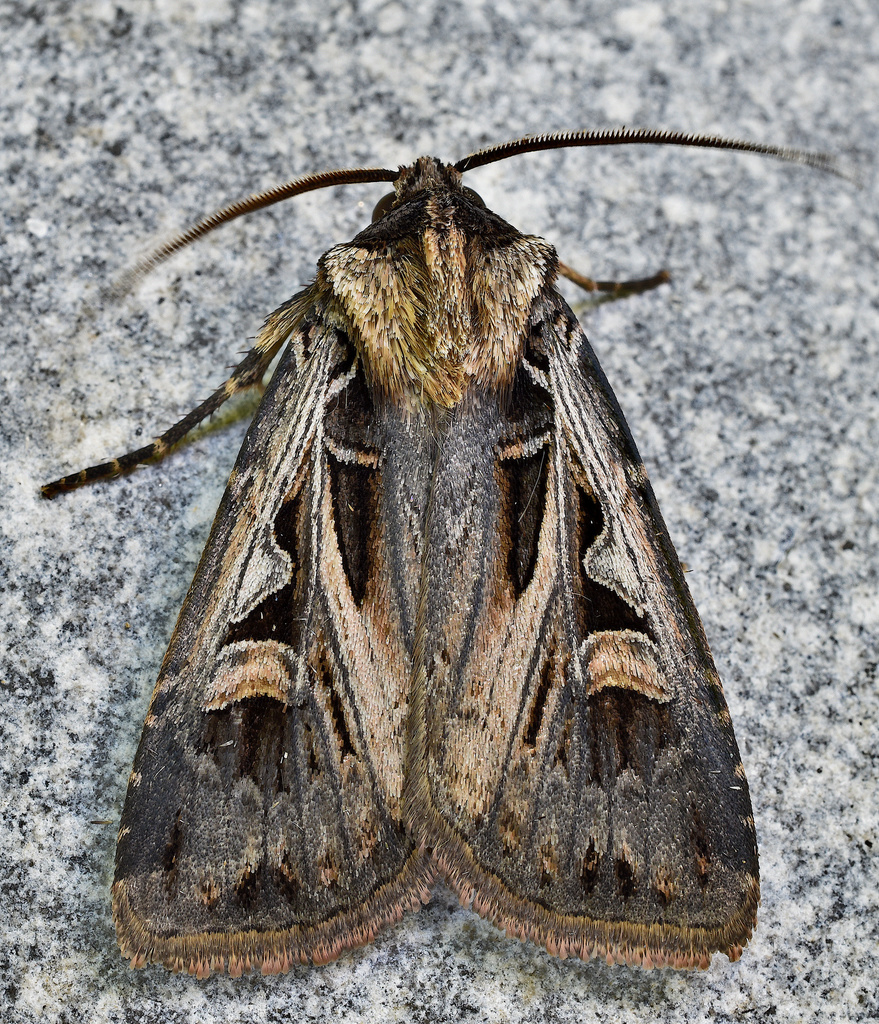 Tricose Dart