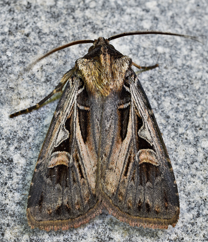 Feltia tricosa Lintner, 1874