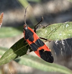 Oncopeltus fasciatus