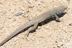 Aspidoscelis tigris tigris