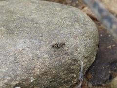 Ellipes minuta