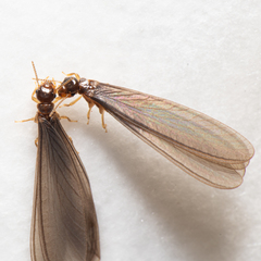 Termitinae