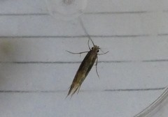 Tinea pallescentella