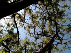 Vachellia pennatula