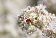 Cryptocephalus castaneus