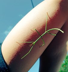 Cladoxerus