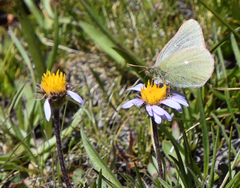 Colias behrii