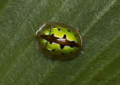 Chiridopsis marginata