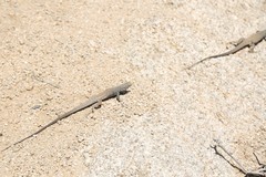 Aspidoscelis tigris tigris