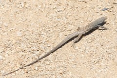 Aspidoscelis tigris tigris