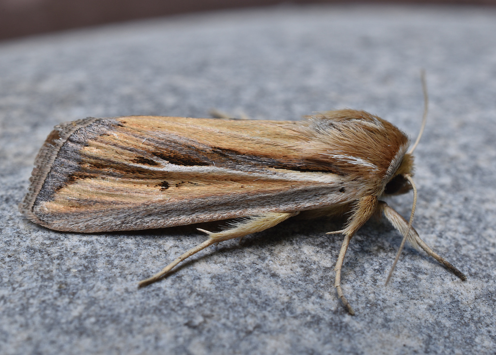 Wheat Head Armyworm Moth