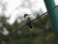 Saucerottia cyanocephala