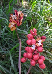 Pseudima frutescens