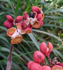 Pseudima frutescens