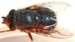 Calliphora dubia