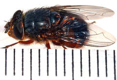 Calliphora dubia