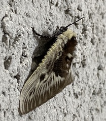 Megalopyge albicollis superba
