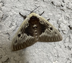 Megalopyge albicollis superba