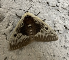 Megalopyge albicollis superba