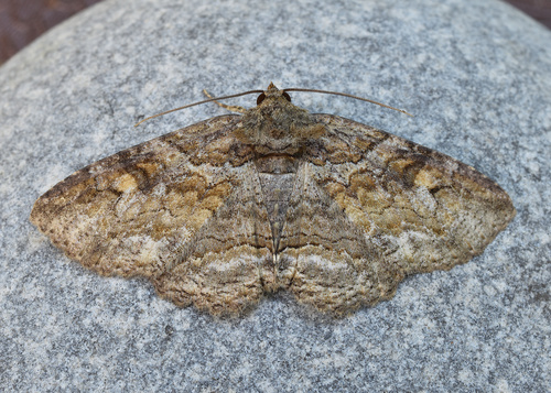 Maple Zale Moth photo 3