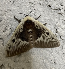 Megalopyge albicollis superba