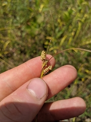 Carex hirsutella