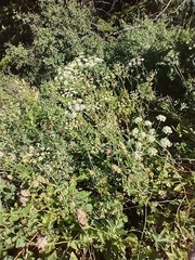 Perideridia gairdneri