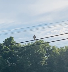 Buteo jamaicensis