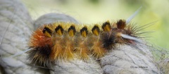 Lophocampa hispaniola