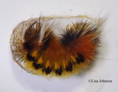 Lophocampa hispaniola