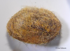 Lophocampa hispaniola