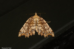 Chalastra pellurgata