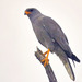 Chanting-Goshawks - Photo (c) Arno Meintjes, some rights reserved (CC BY-NC)