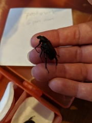 Osmoderma scabra