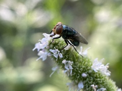 Cochliomyia