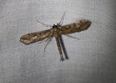 Hydriris
