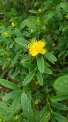 Centrosperma