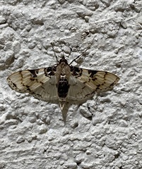 Azochis rufidiscalis