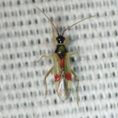 Tupiocoris californicus