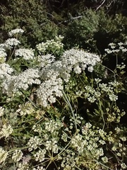 Perideridia gairdneri