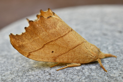 Two-lined Hooktip photo 2