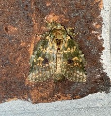 Rifargia subrotata