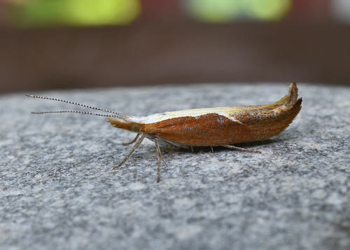 Ypsolopha dentella (J.C.Fabricius, 1775)